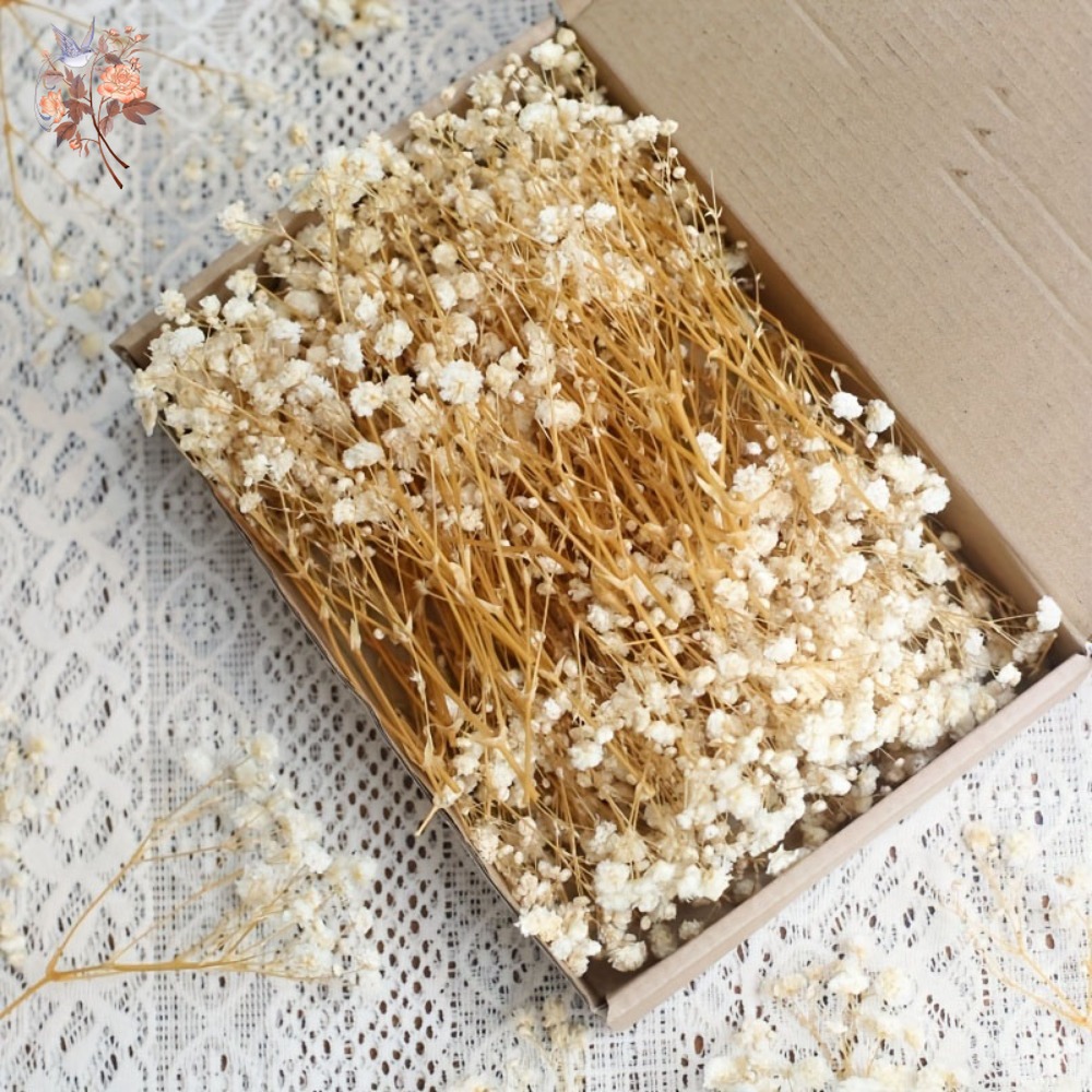 Baby Breath Dried - 100pcs Mini Dried Baby's Breath Flowers